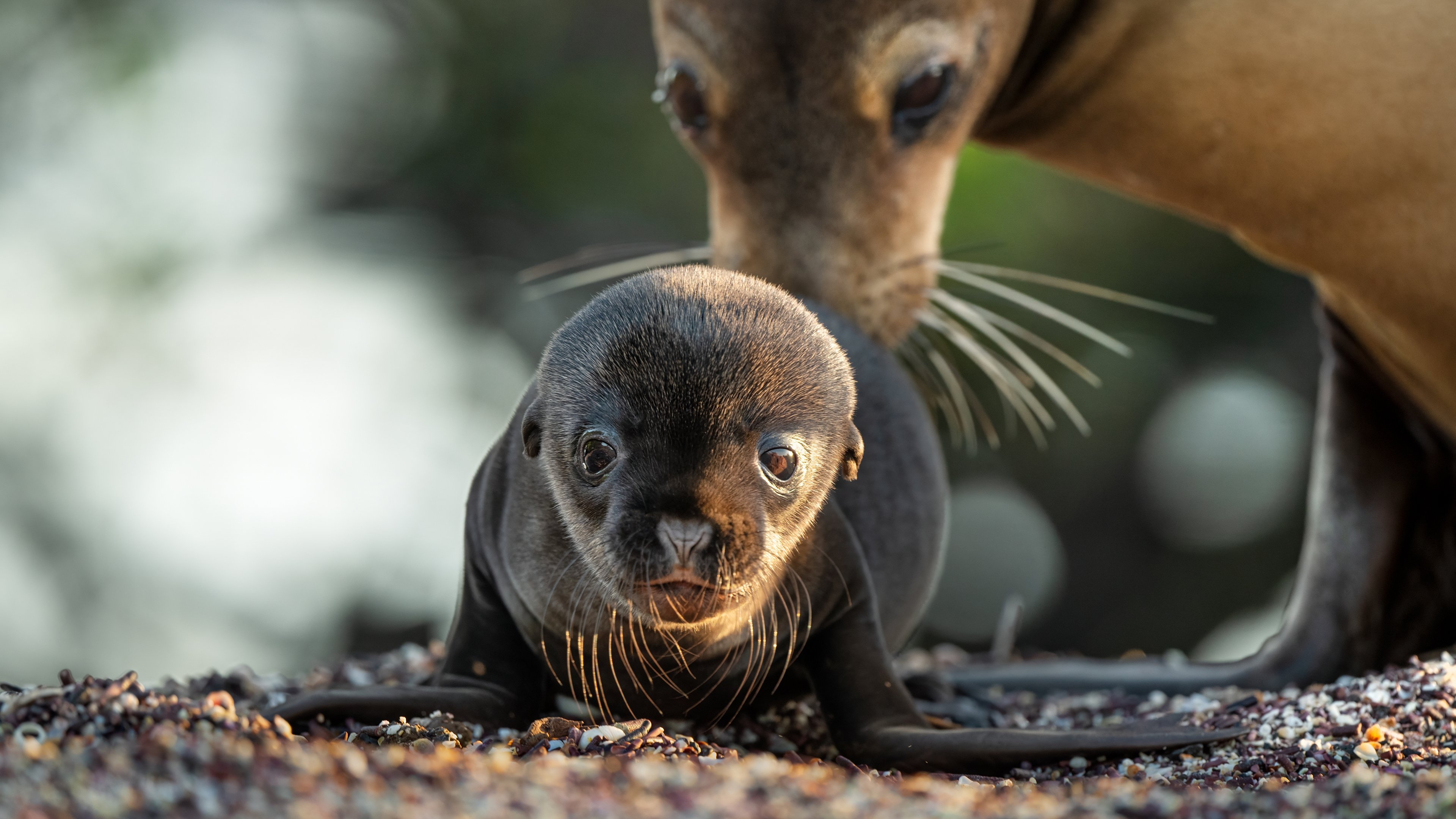 Sea Lions of the Galapagos